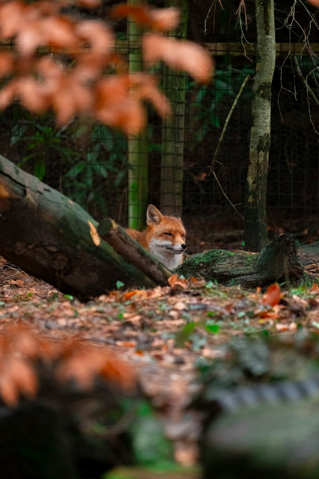 red fox lying beside log