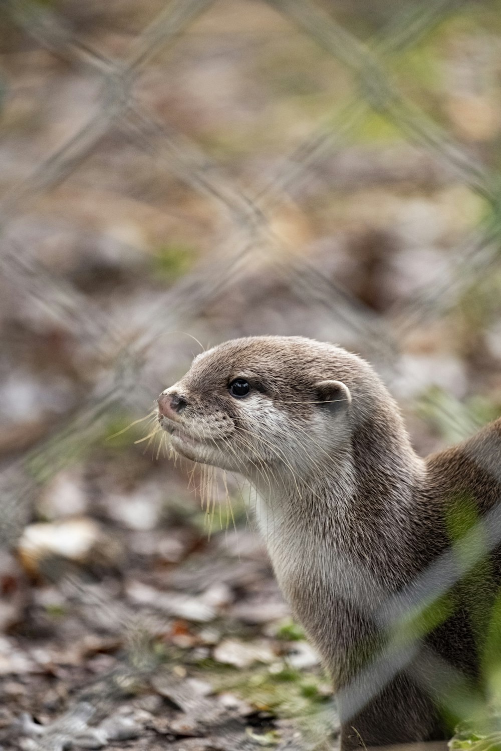 white and brown weasel photograph