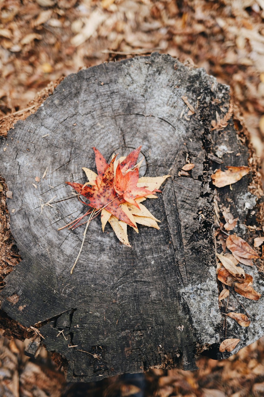 brown leaf on wooden surface