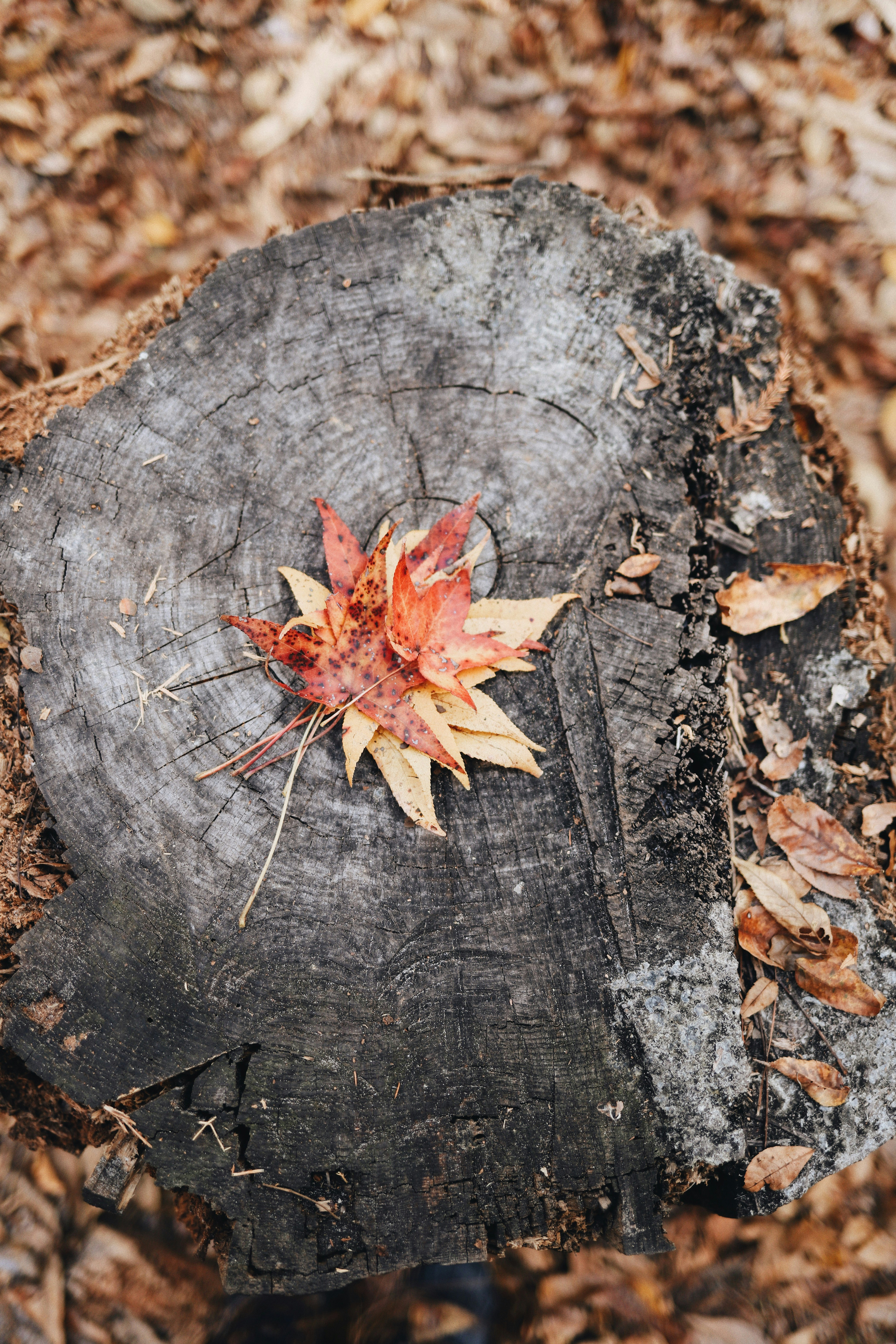 brown leaf on wooden surface