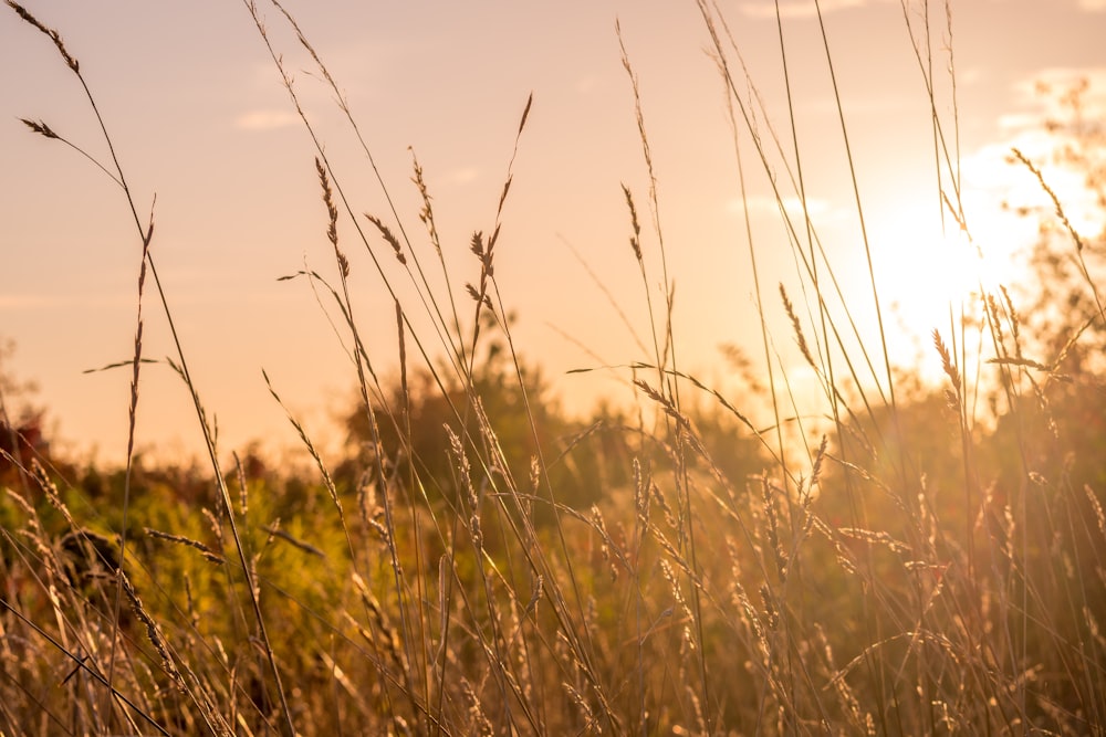 brown grass field during daytime