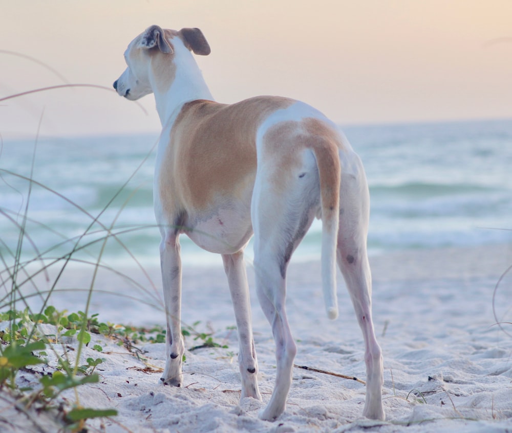 Kurzhaariger weißer und brauner Hund