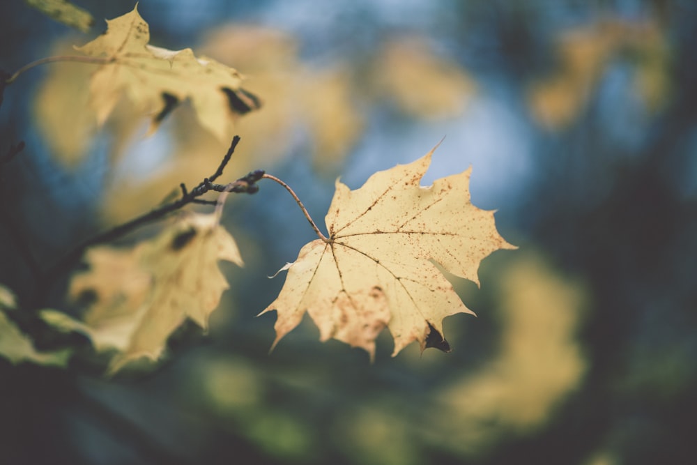 macro photography of yellow maple leaves