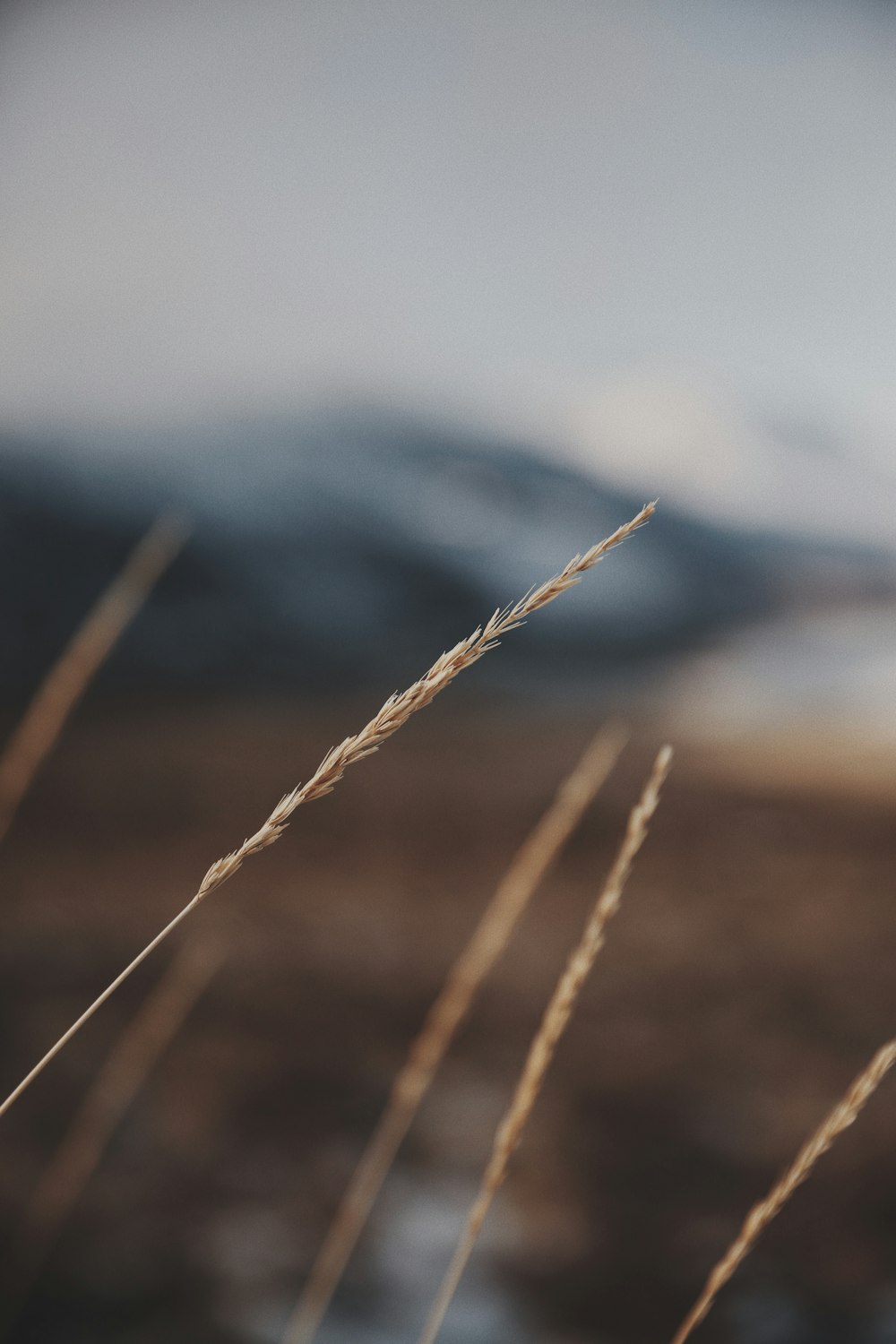 macro photography of brown wheat