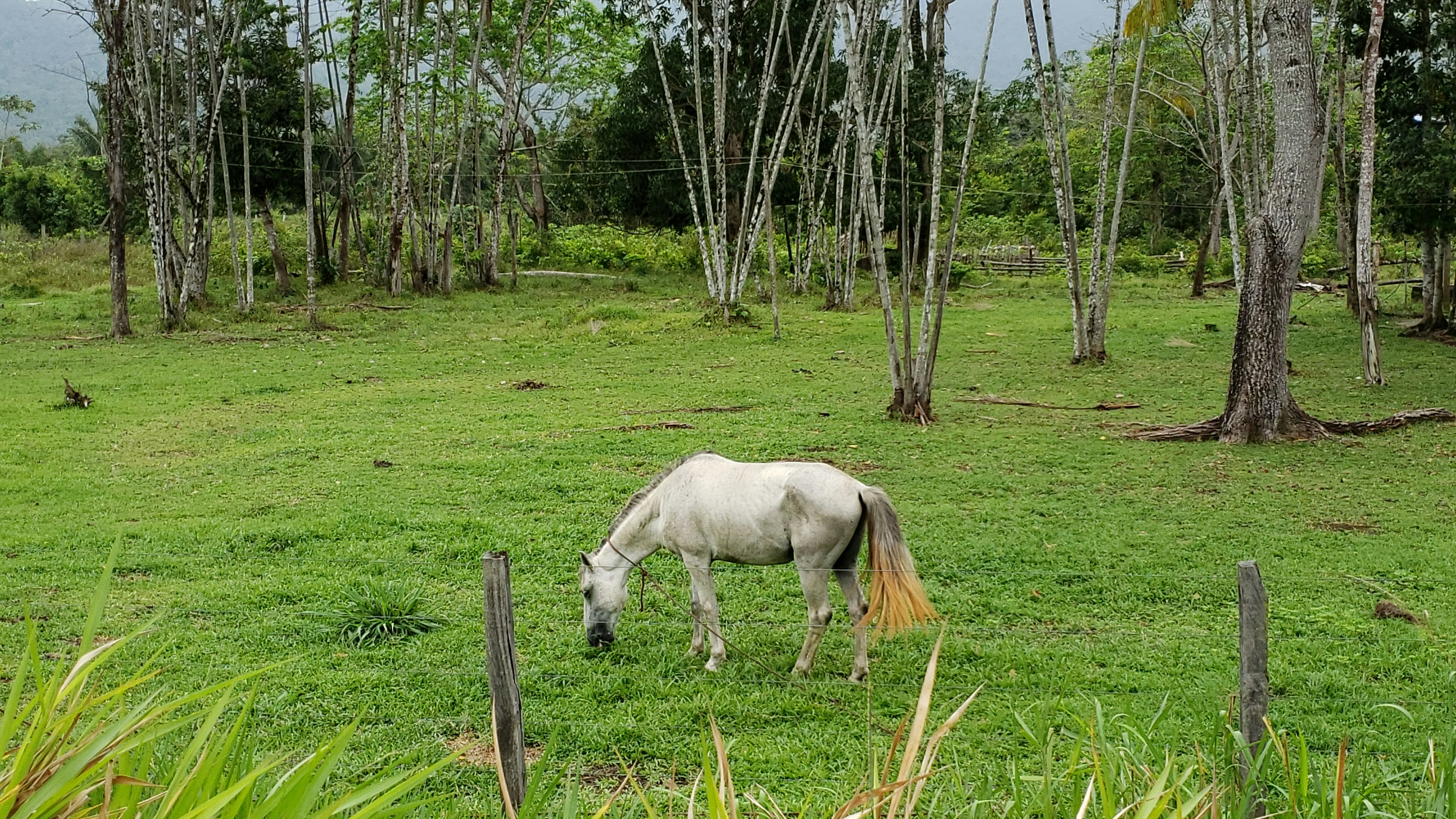 Registered Friesian Horses