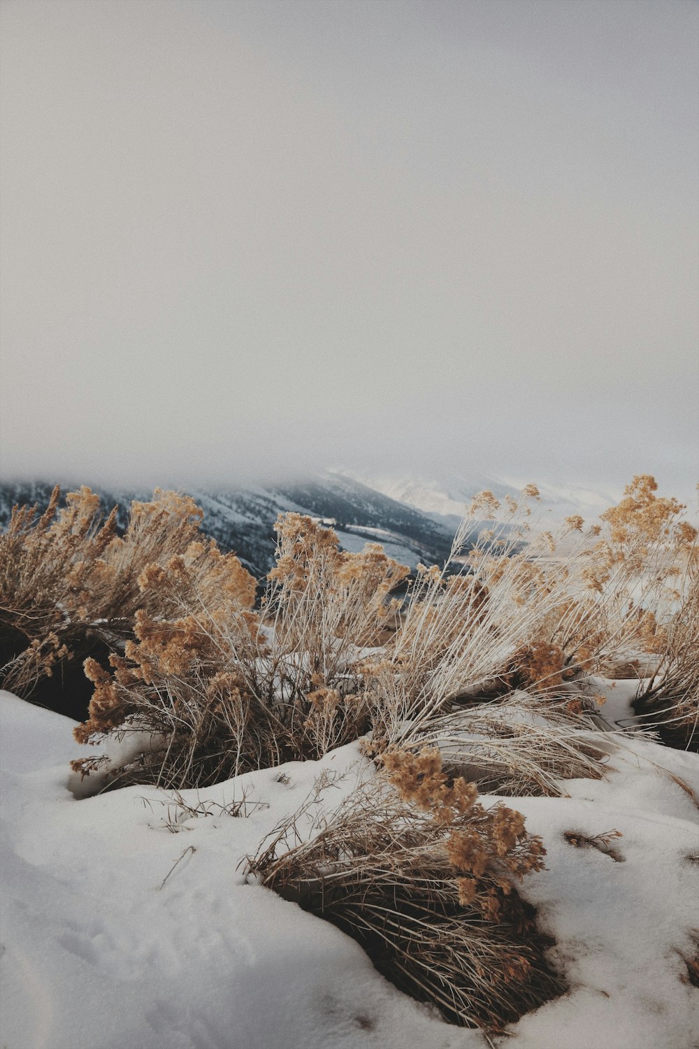 a snow covered field with a mountain in the background