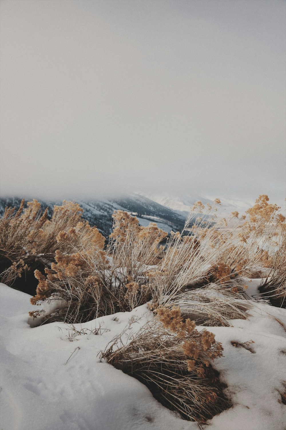 ein schneebedecktes Feld mit einem Berg im Hintergrund