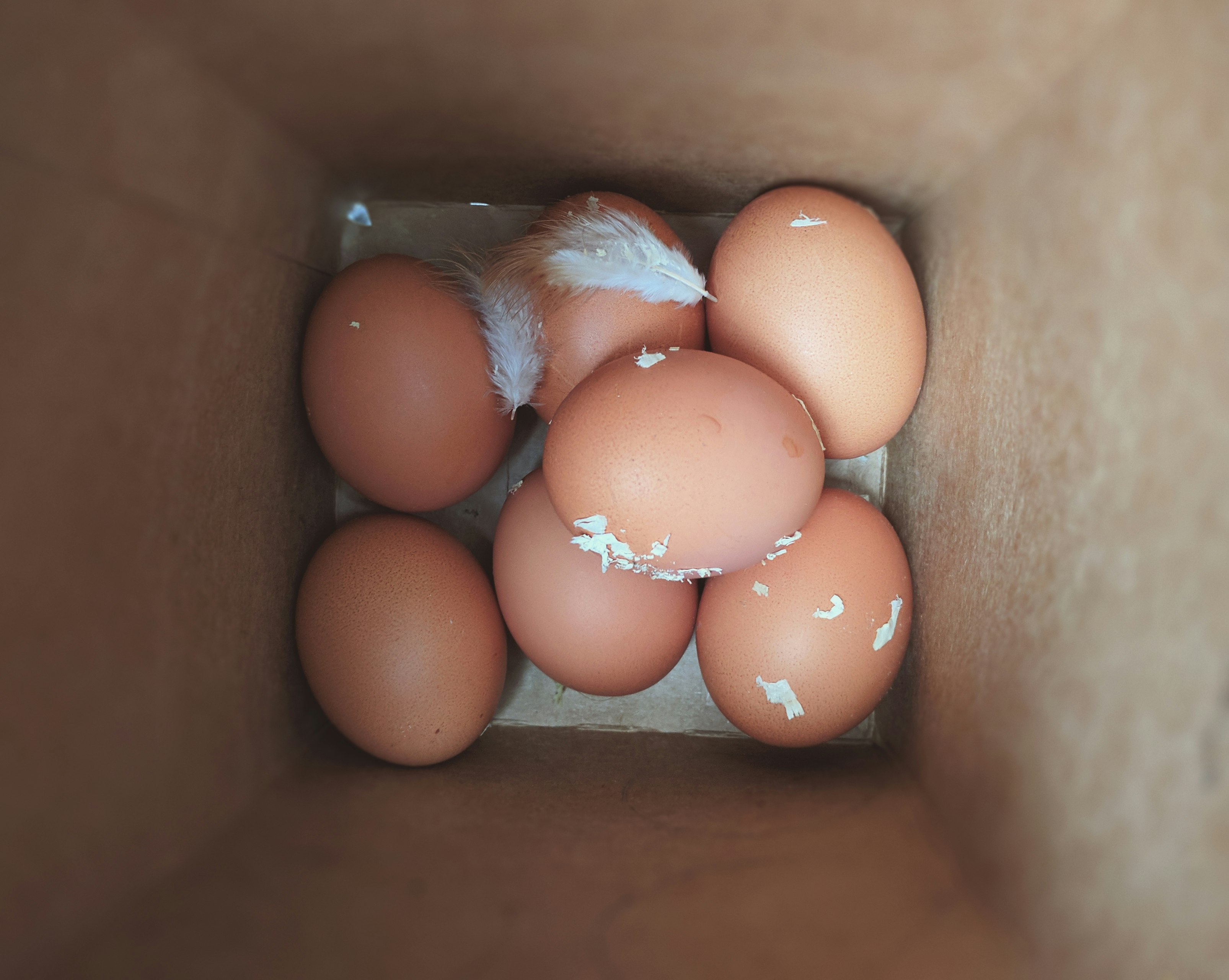 brown eggs inside box