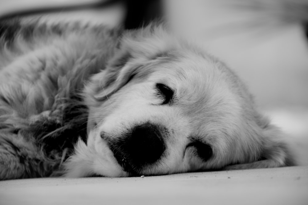 Photographie en niveaux de gris d’un chien couché