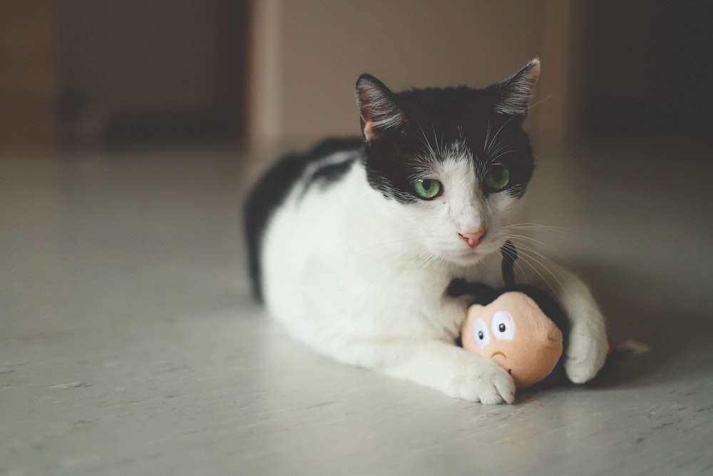 lying white and black cat with ladybug toy on white surface