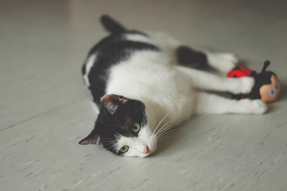 lying white and black cat with ladybug toy on white surface
