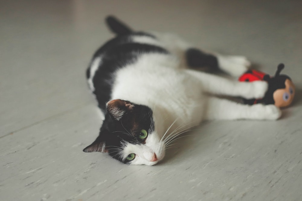 Gatto bianco e nero sdraiato con giocattolo coccinella su superficie bianca