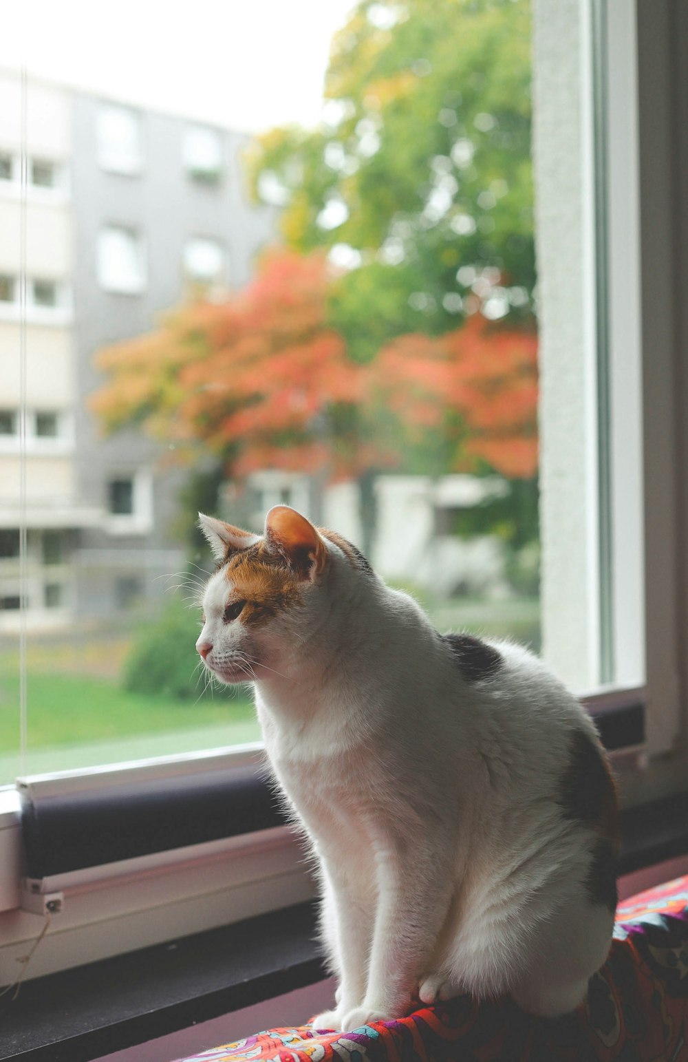 calico cat sitting on window sill during day