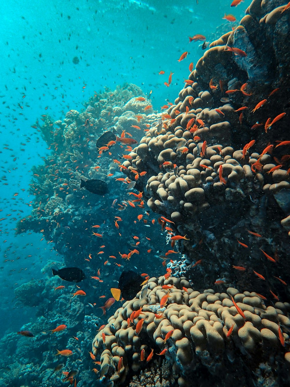 fotografia subacquea di un banco di pesci