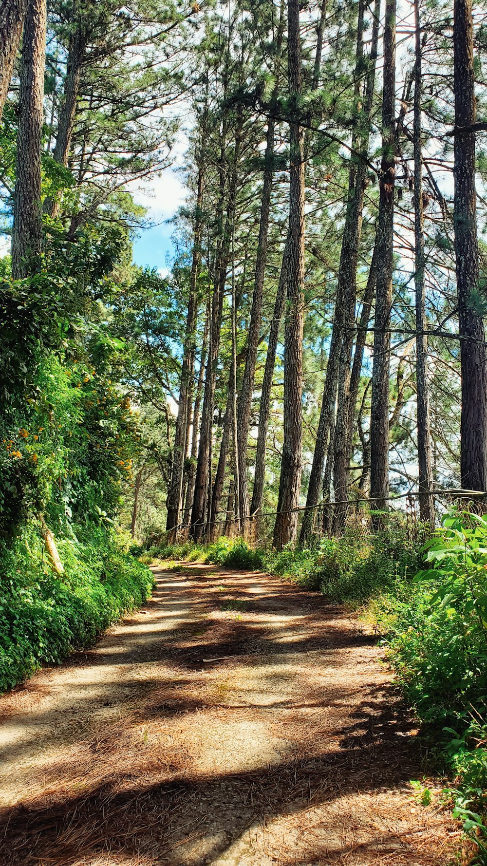 green trees during daytime