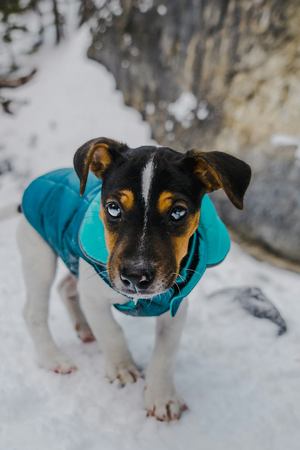 a small dog wearing a blue jacket in the snow