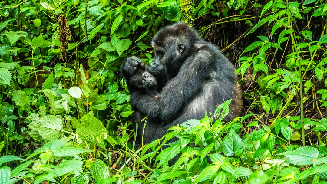 monkey holding cub, Gorilla mother with her new baby. Kissing and showering it with love like that of a human. Amazing g