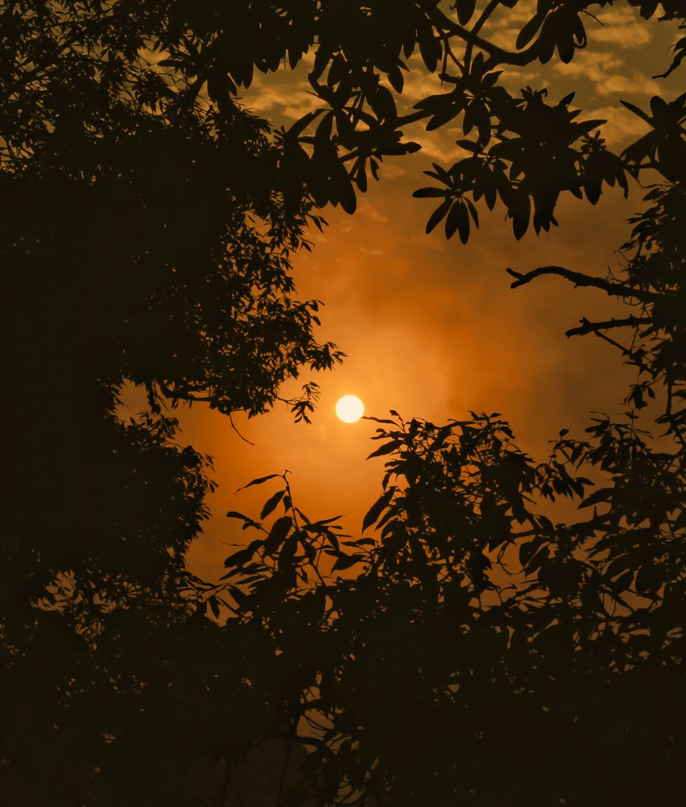 silhouette of trees under sun