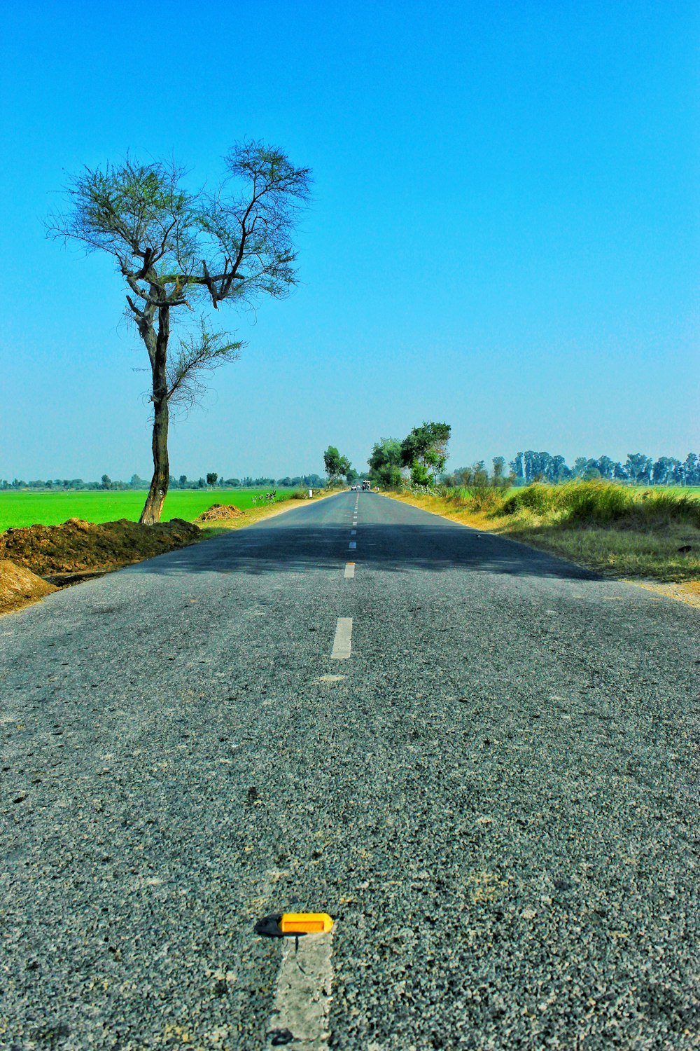 road in the middle of the field and trees during day