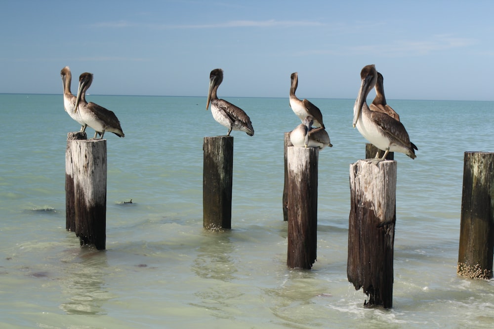 pelicans perched on wooden posts in body of water