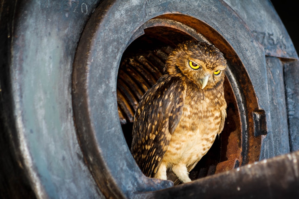 brown and beige owl