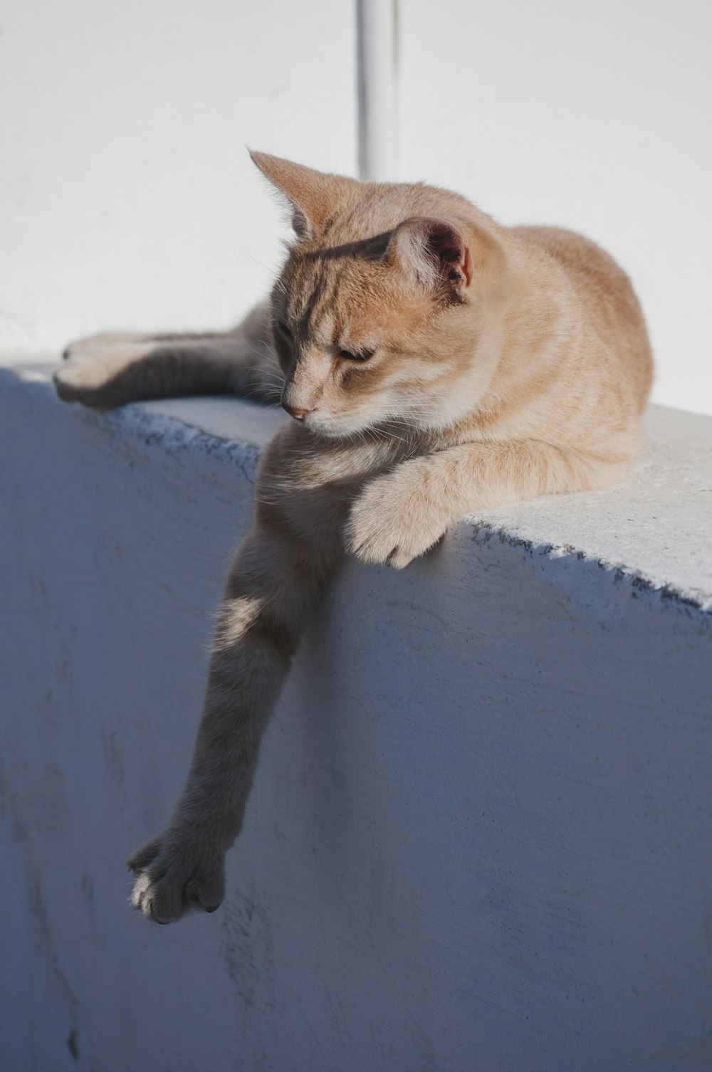 orange cat on concrete surface