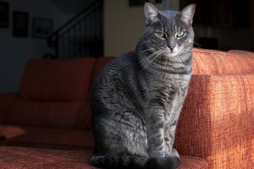 gray tabby cat