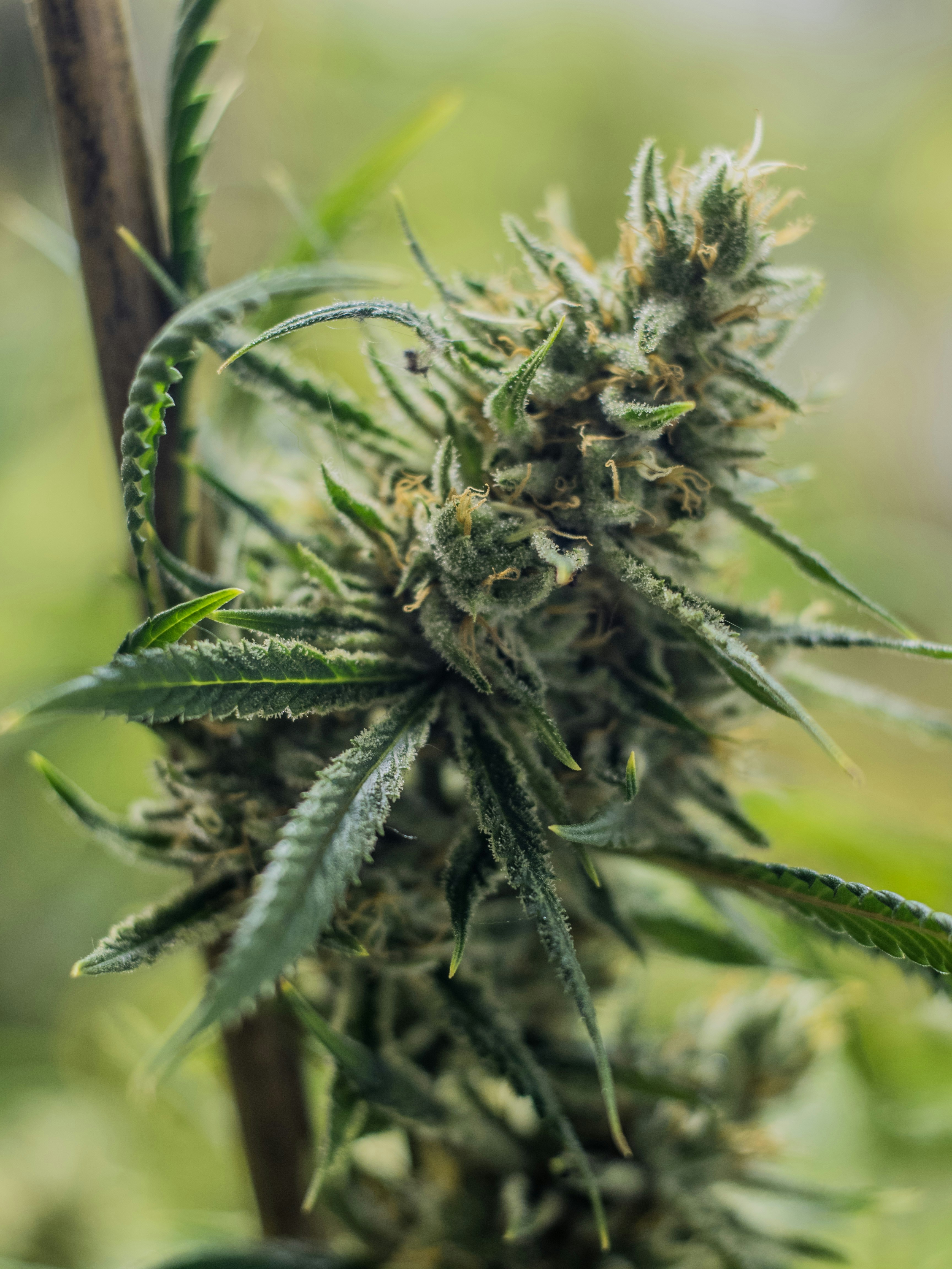 Photo by giobartlett