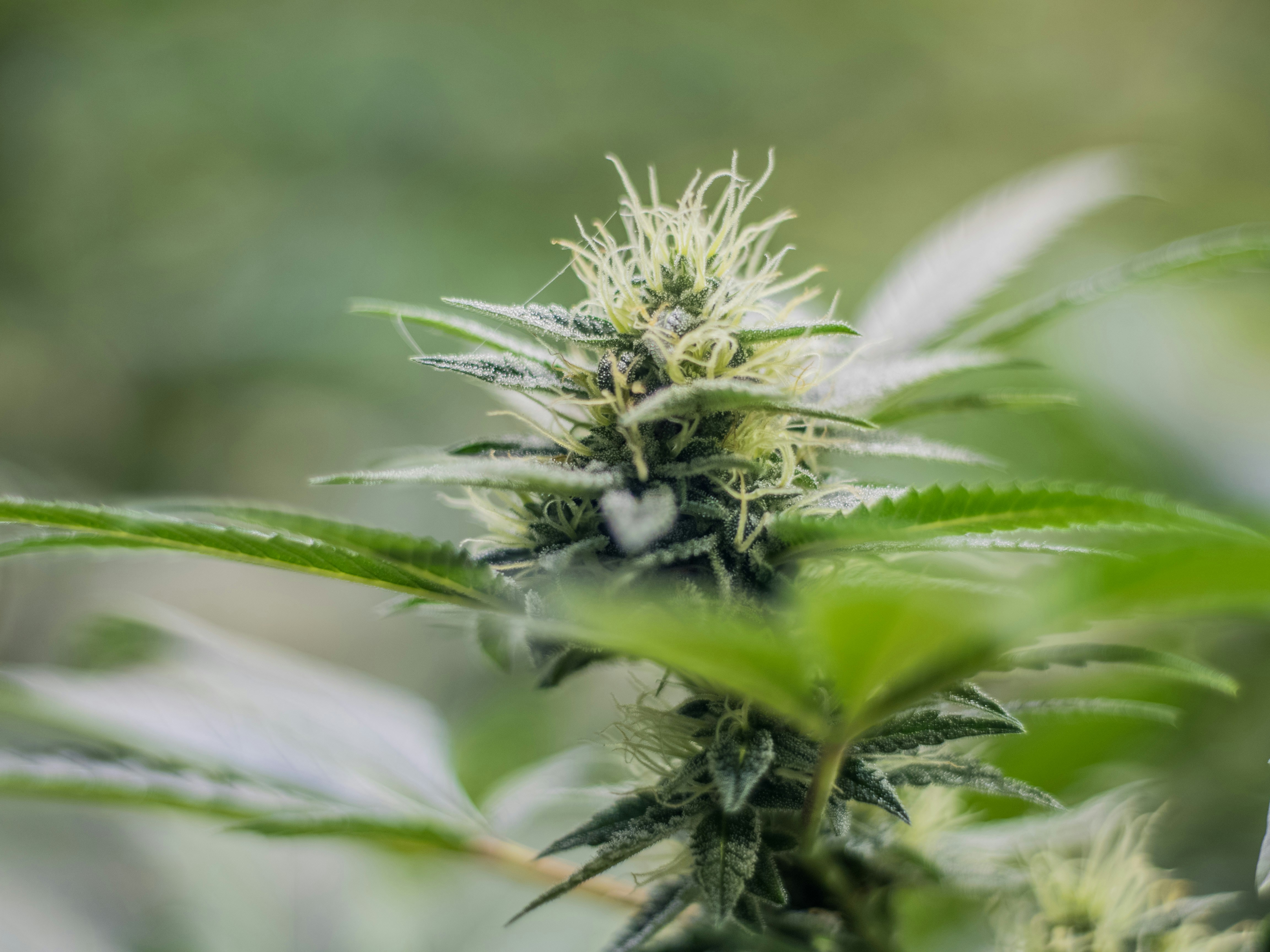 Photo by giobartlett