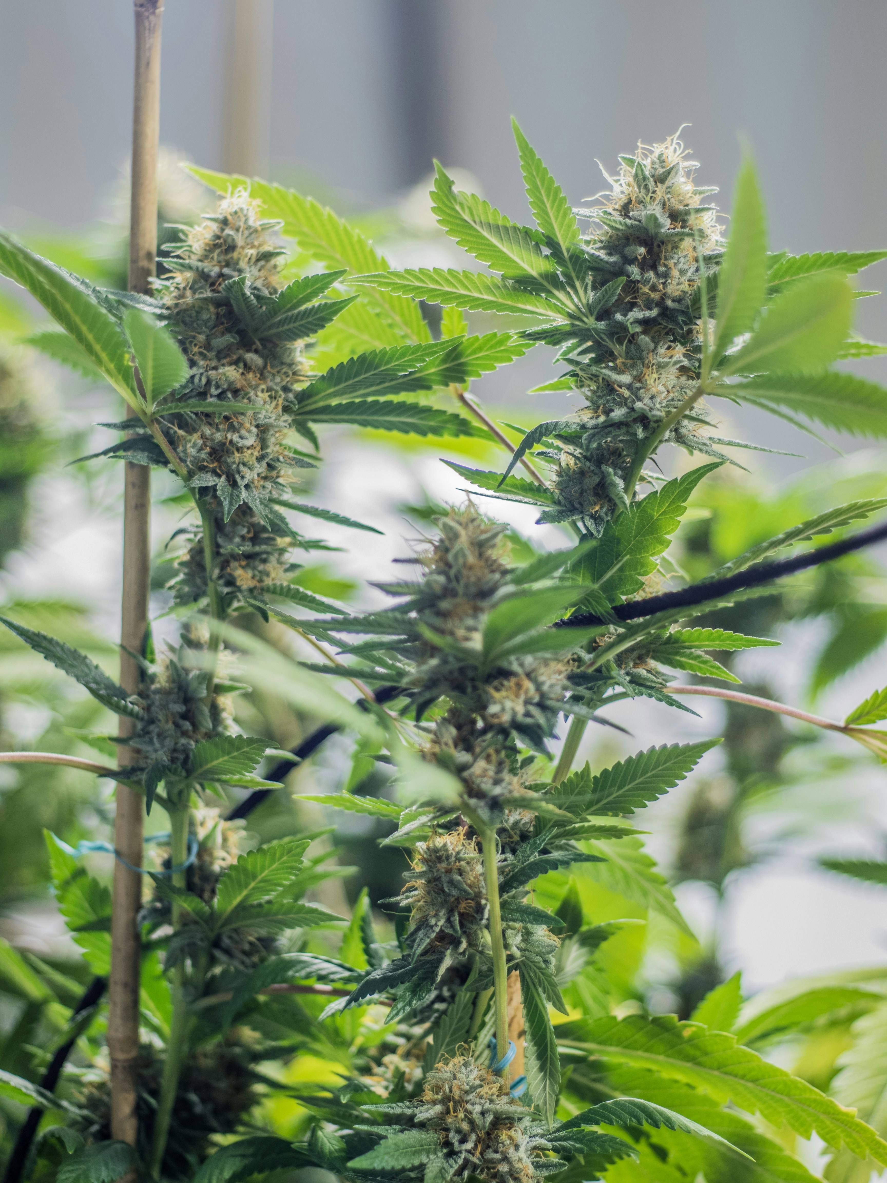 Photo by giobartlett