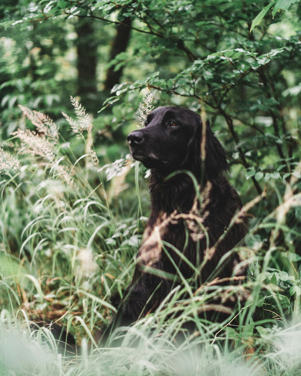 selective focus photography of black dog behind plants