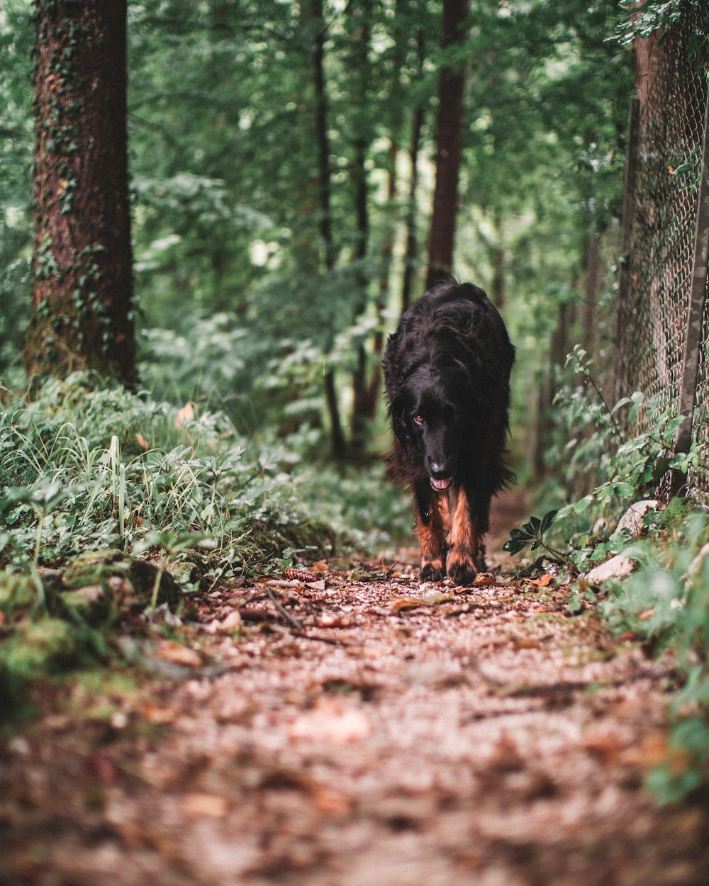 black dog walking beside trees