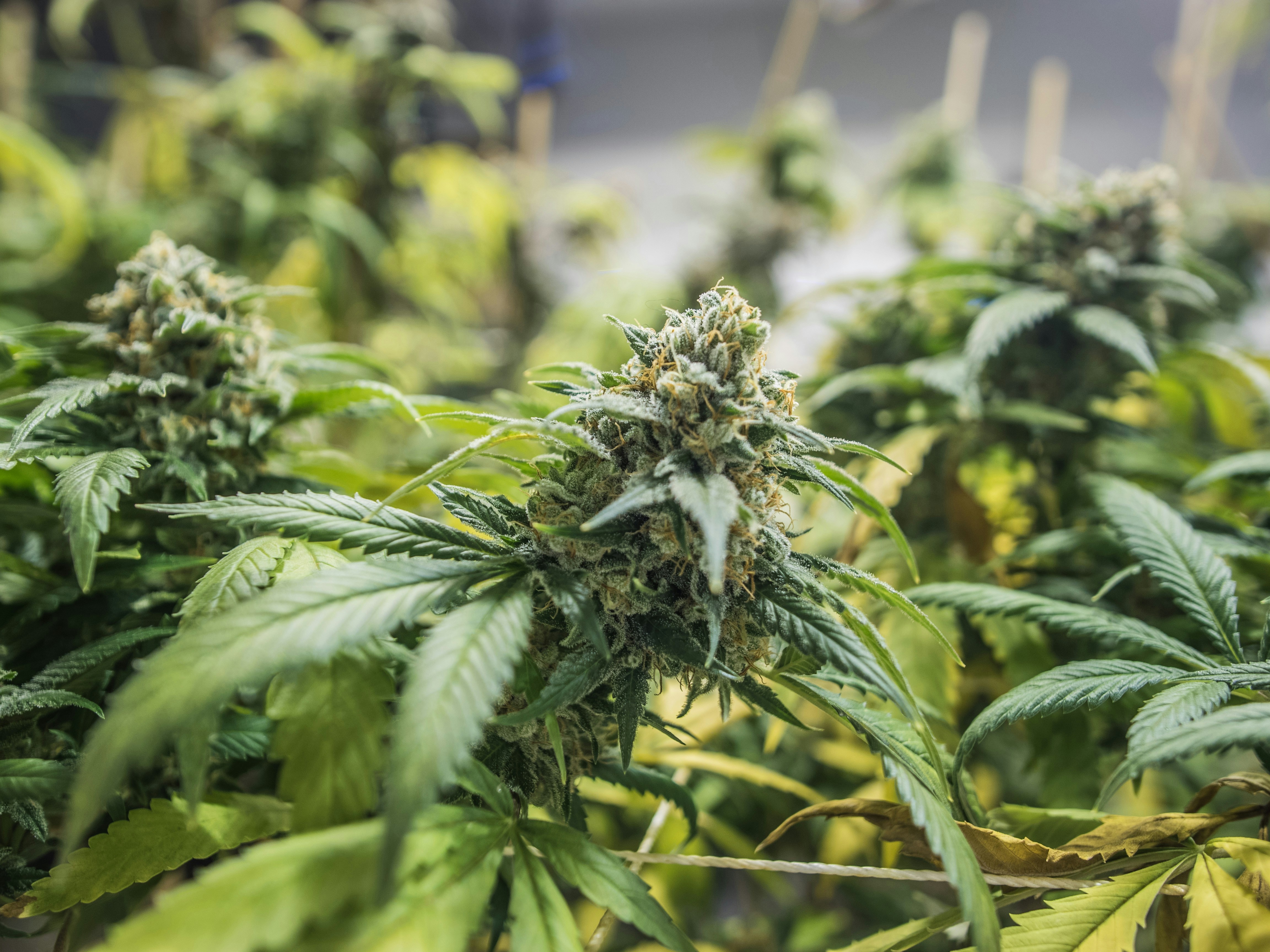 Photo by giobartlett