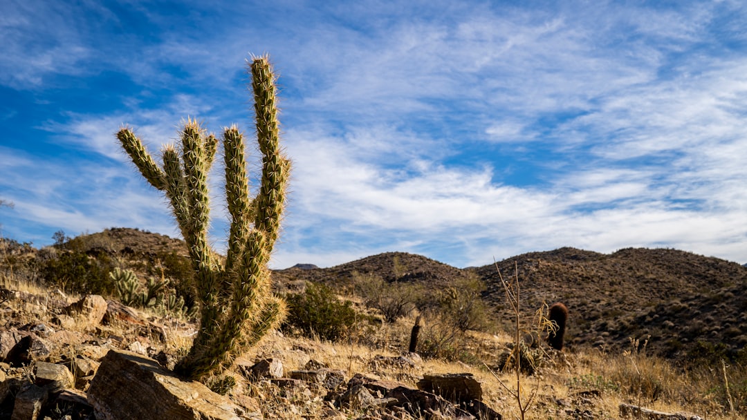 cactus on hill