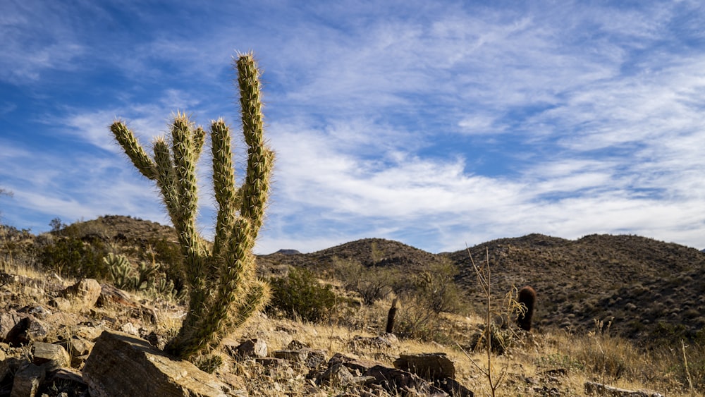 cactus on hill