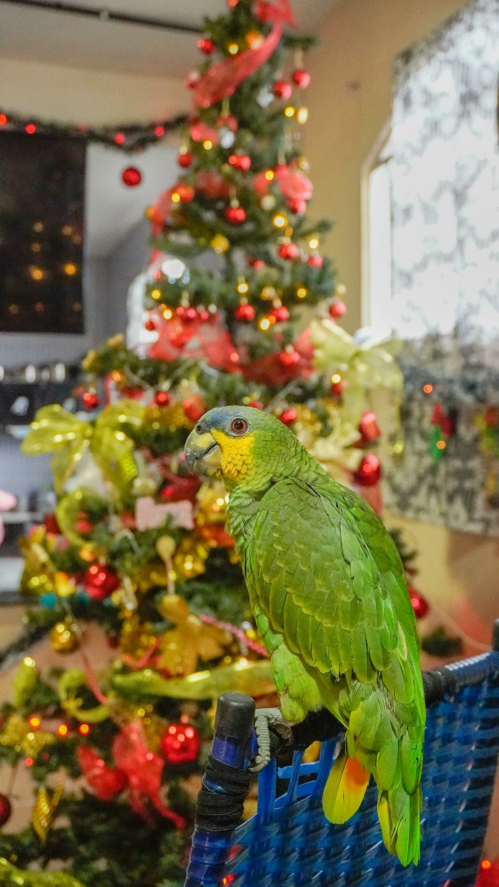 green bird perched on chair backrest near Christmas tree