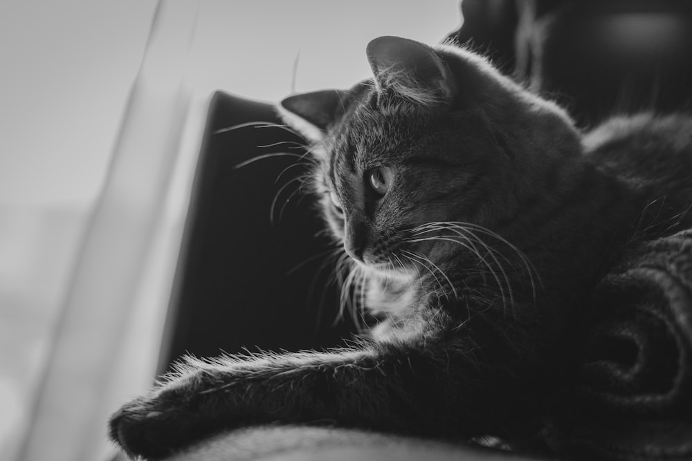 greyscale photo of cat