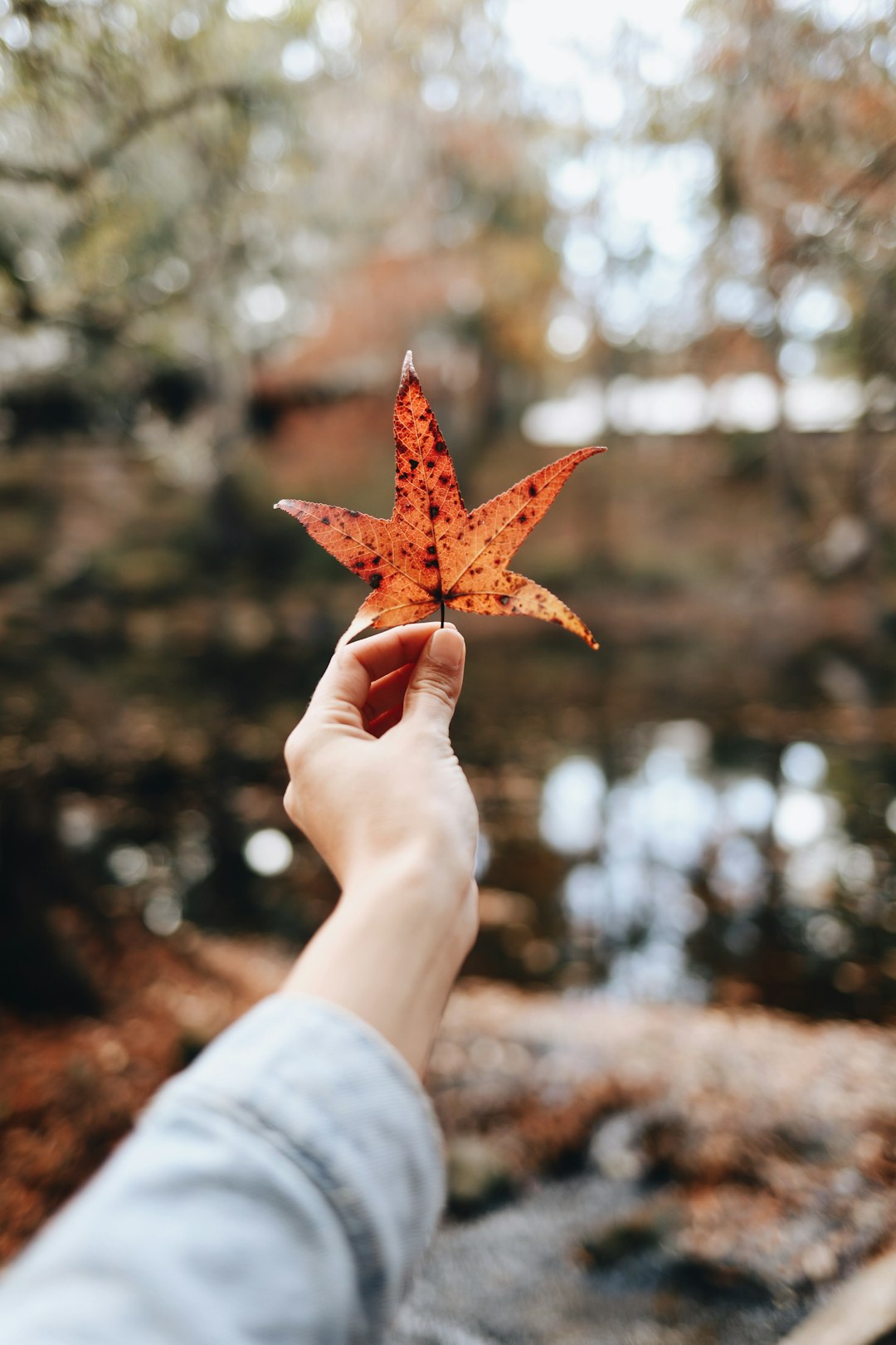 person holding brown maple leaf selective focus photography