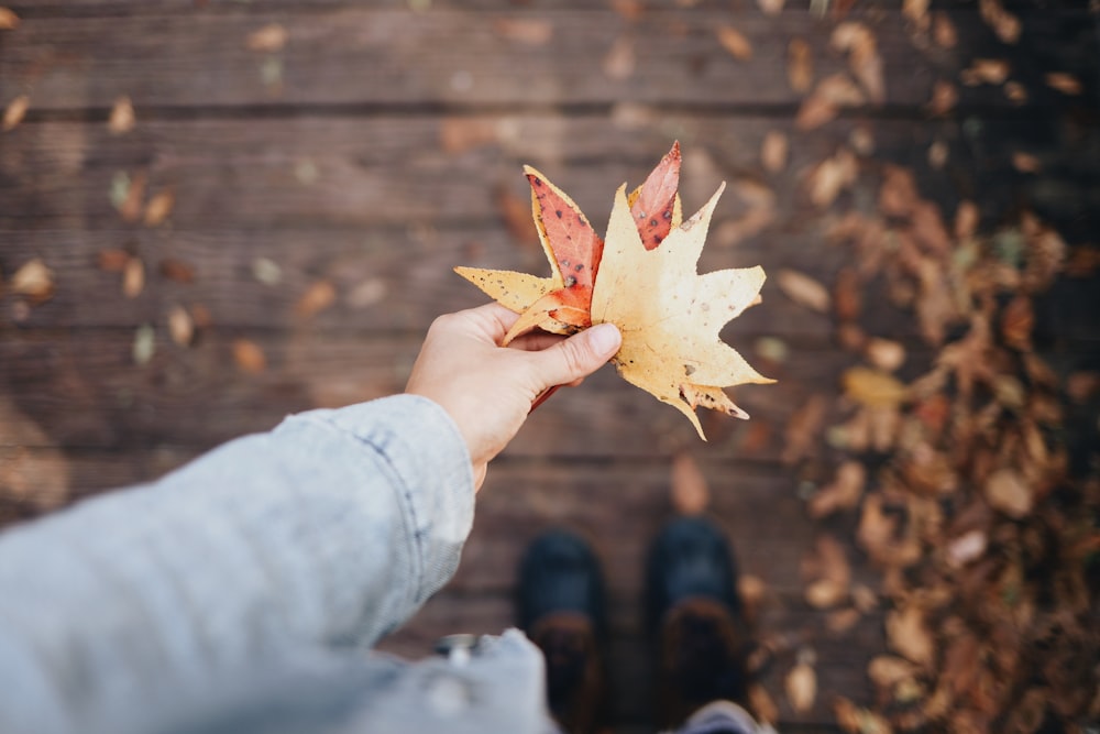 person holding dried leaves selective focus photography