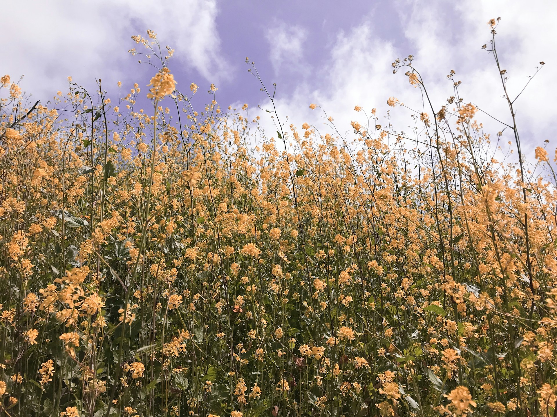 selective focus photography of yellow flower field during daytime