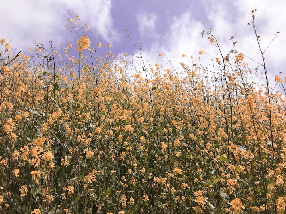 낮 동안 노란 꽃밭의 선택적 초점 사진