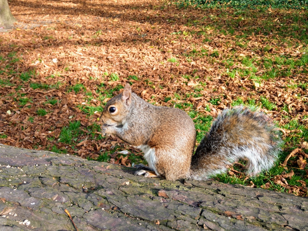 selective focus photography of brown squirrel on green grass