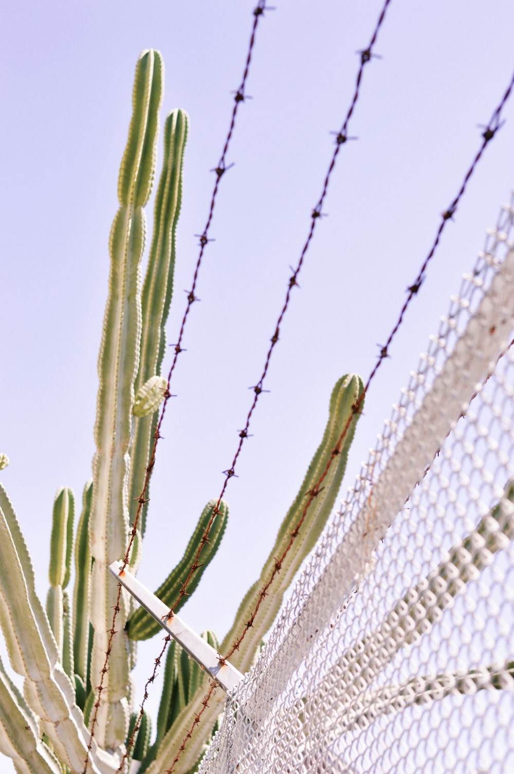 cactus beside fence
