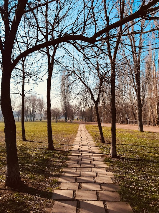 gray pathway between bare trees during daytime in Sofia Bulgaria