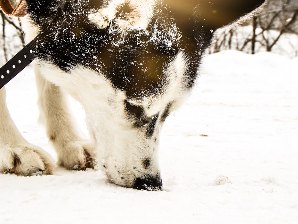 a black and white cow standing in the snow