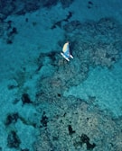 Aerial view of a small sailboat with a colorful sail navigating through crystal-clear turquoise waters over a rocky coral reef.