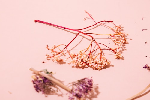 Dried flowers in shades of red, purple, and beige are arranged on a soft pink surface. The flowers have delicate branches with small clusters of blossoms. Shadows cast by the flowers add dimension to the composition.