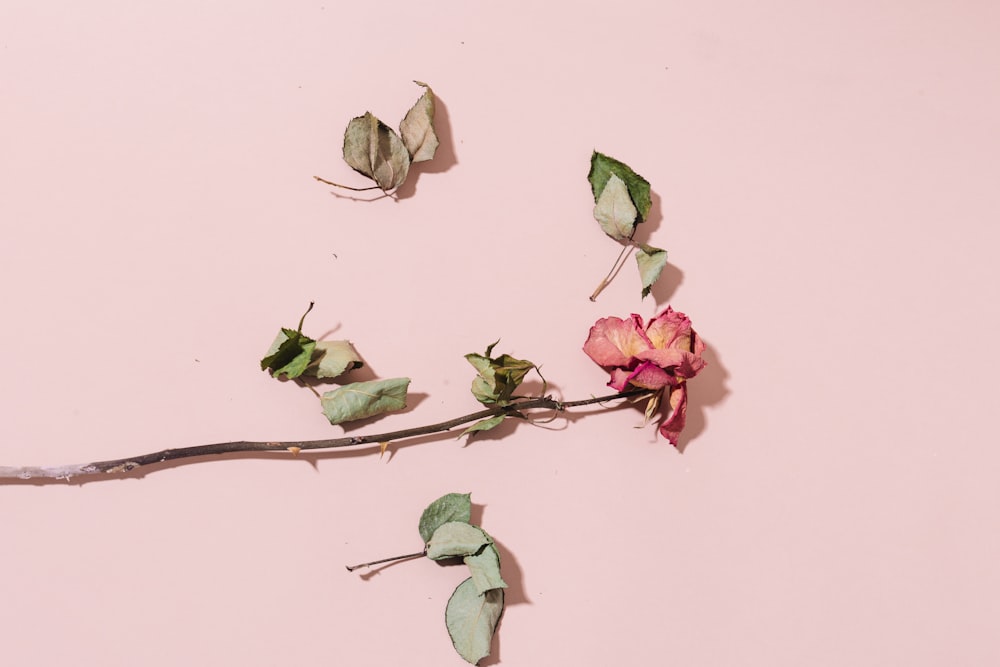 dried pink fflower