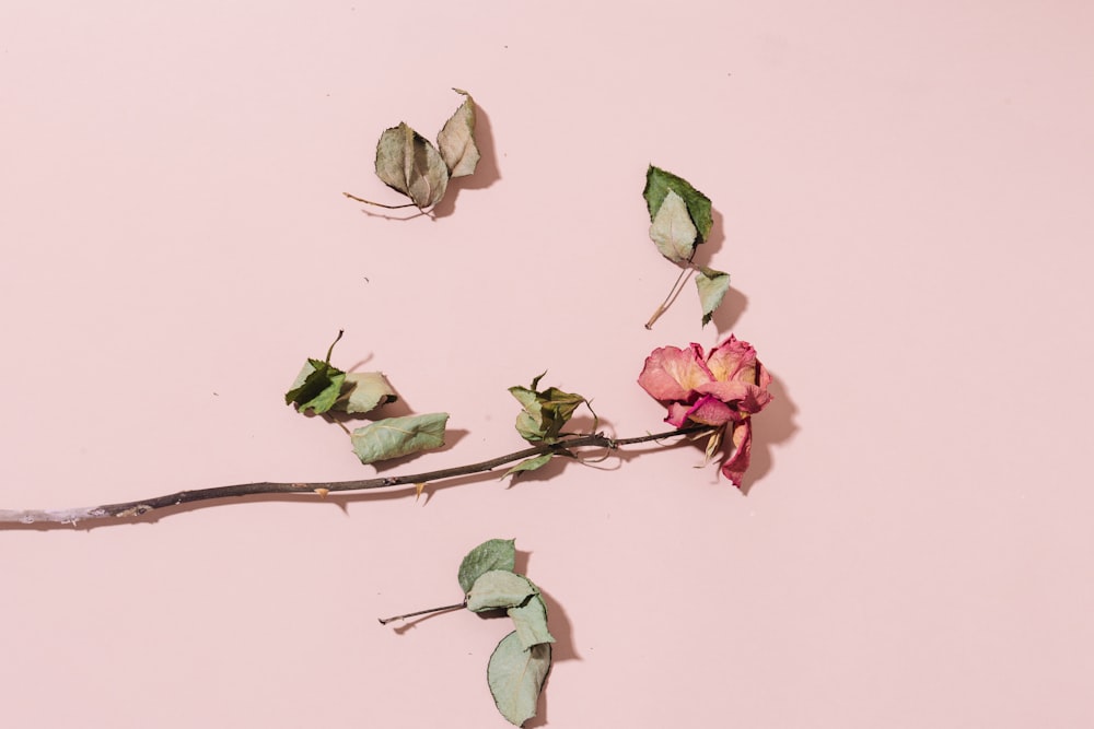flor rosa seca