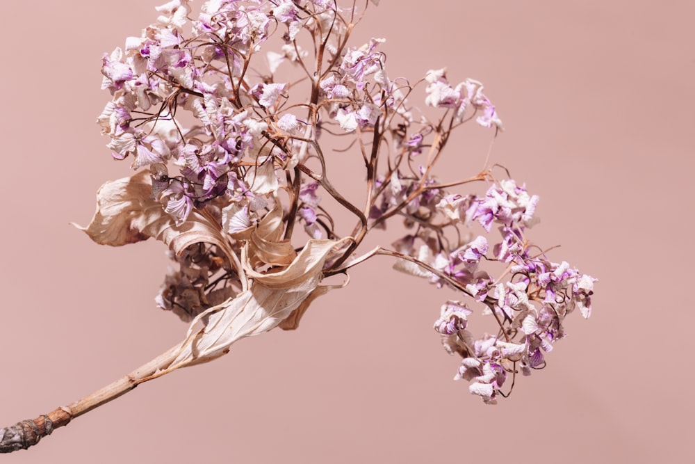 pink and white flowers